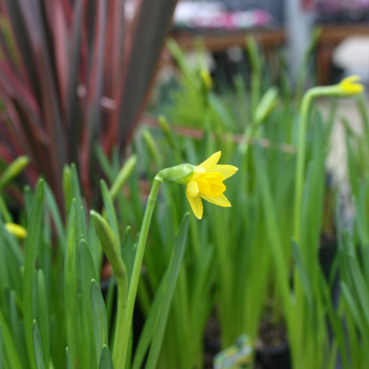 Assorted Spring Blooming Bulbs