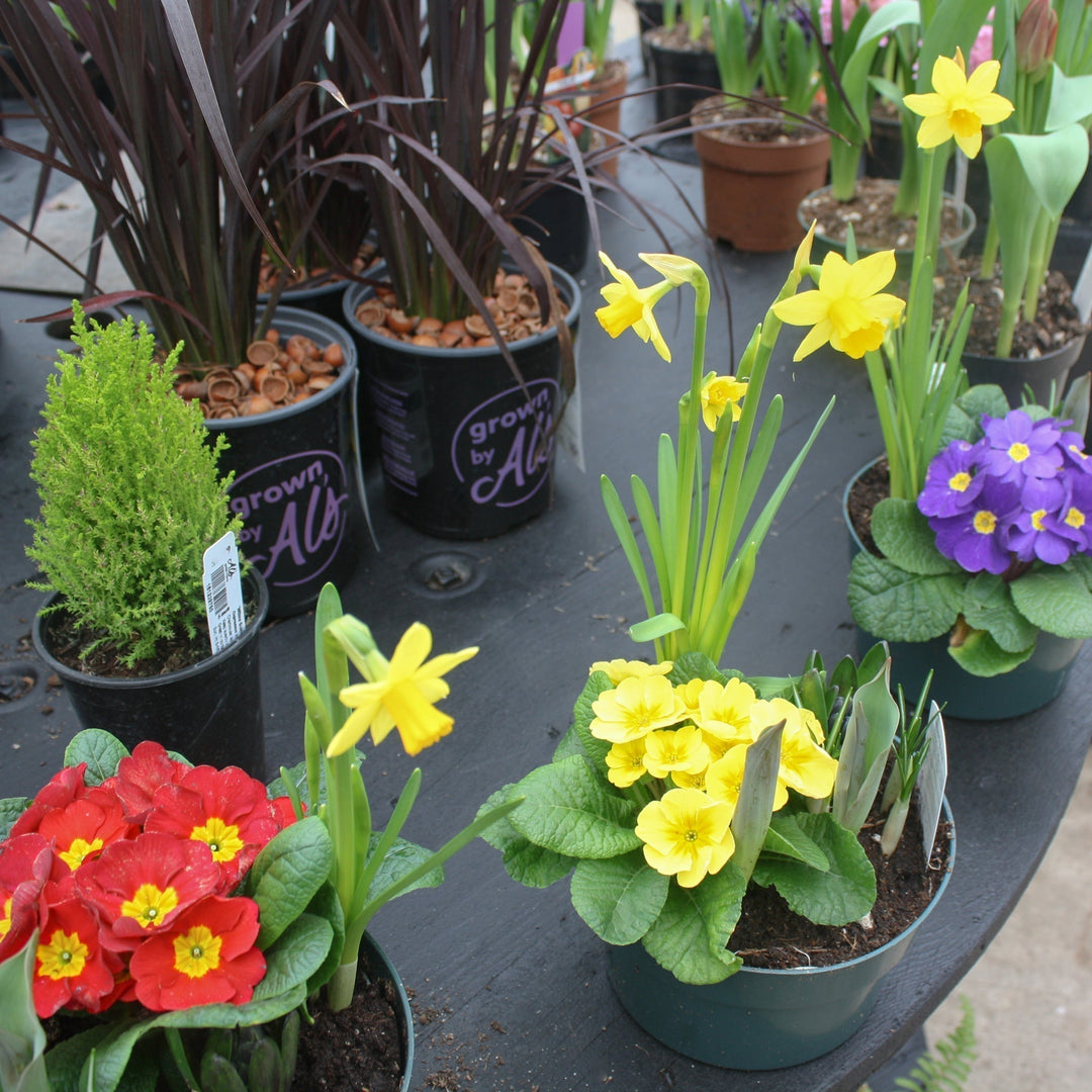 Assorted Spring Blooming Bulbs