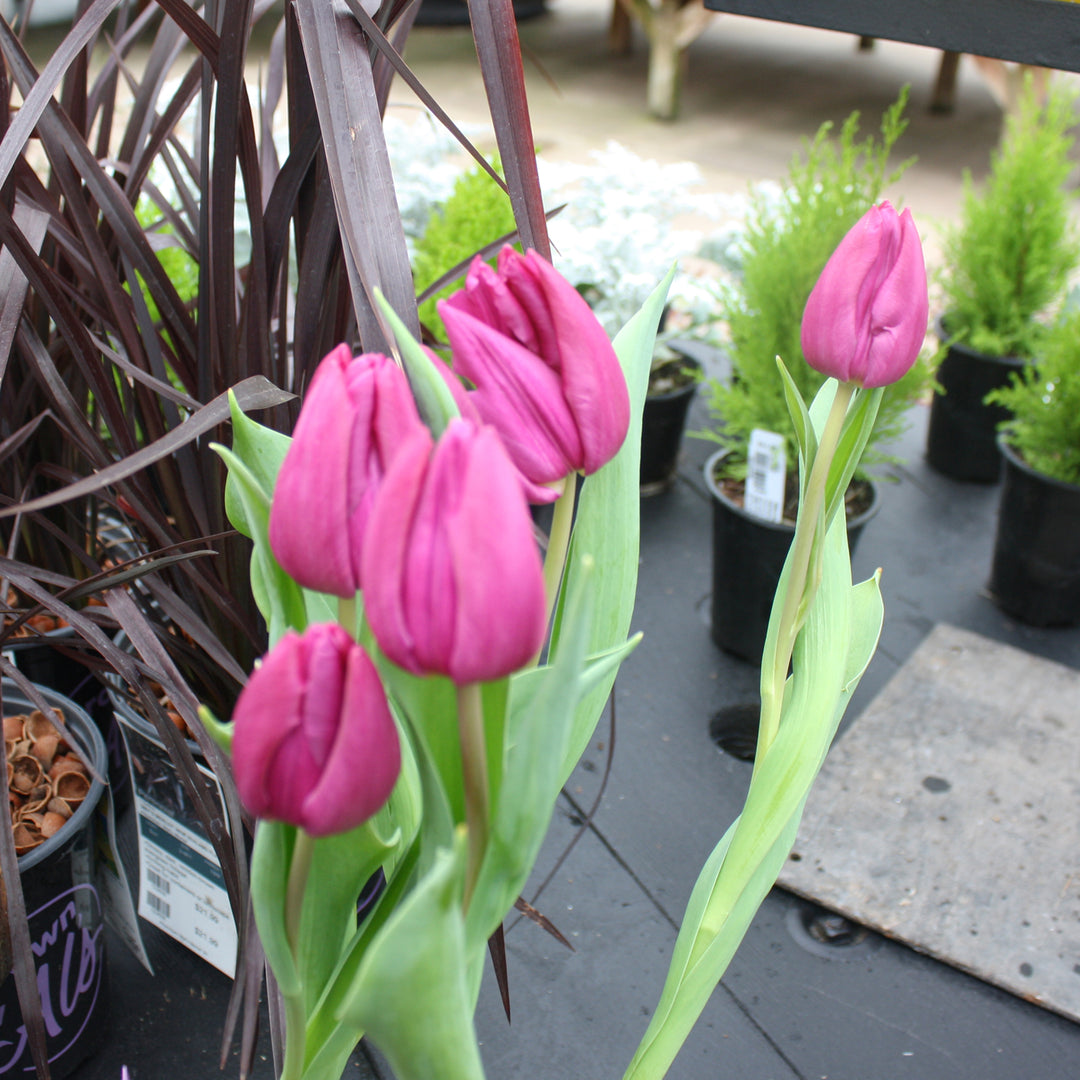 Bulb Tulip 4 & 6"