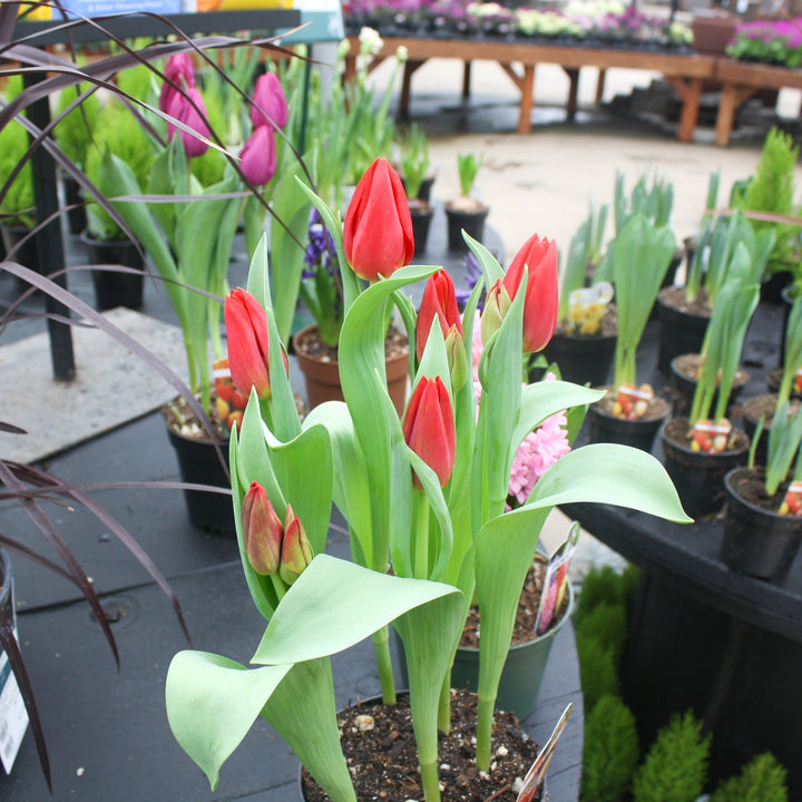 Assorted Spring Blooming Bulbs