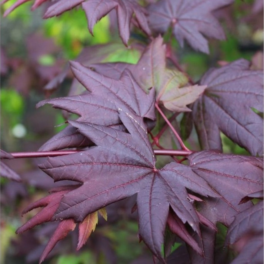 Acer circinatum 'Burgundy Jewel' Vine Maple, Tree
