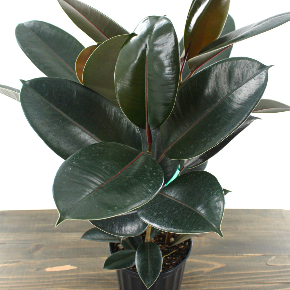 Al's Garden & Home 'Burgundy' Rubber Plant (Ficus elastica), 8 Inch houseplant