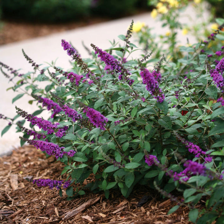 Buddleia x 'Blue Chip Jr.' PP26581 Butterfly Bush, 2 Gallon Shrubs