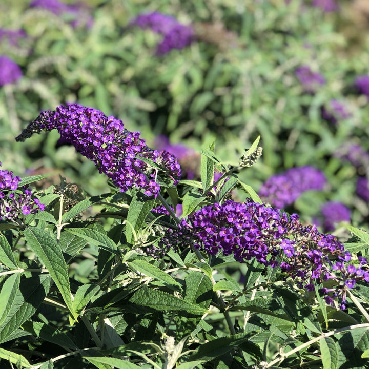 Buddleia x 'Purple Haze' PP24514 Butterfly Bush, 2 Gallon Shrubs
