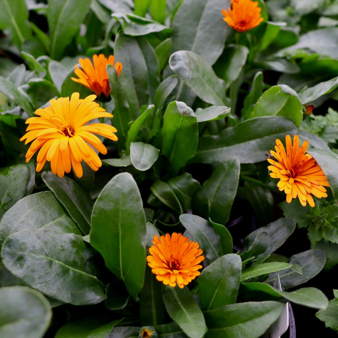 Calendula officinalis 'Cheers Tangerine' Pot Marigold, 4 Inch Annuals