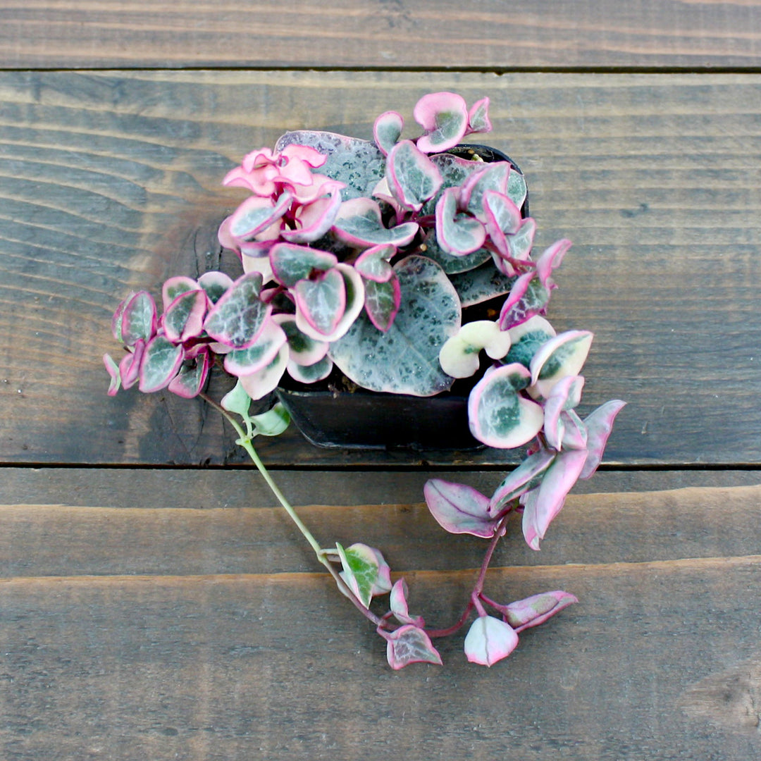 Ceropegia woodii 'Variegata' String of Hearts, 2 Inch Houseplants