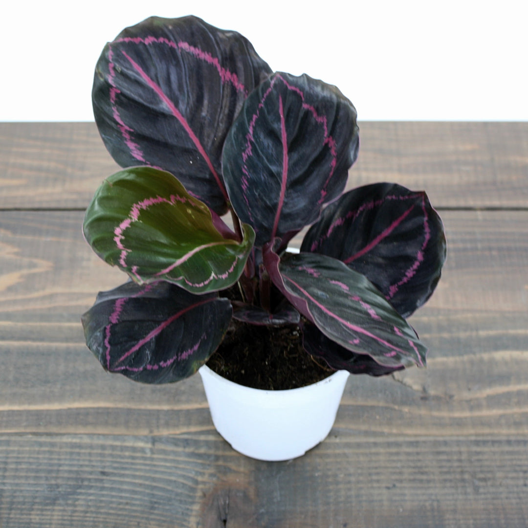 Calathea roseopicta 'Dottie' Rose-Painted Calathea, 4 Inch Houseplants