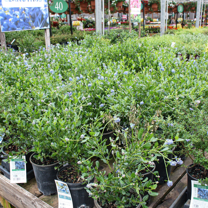 Ceanothus impressus 'Victoria' California Lilac, 1 Gallon Shrubs