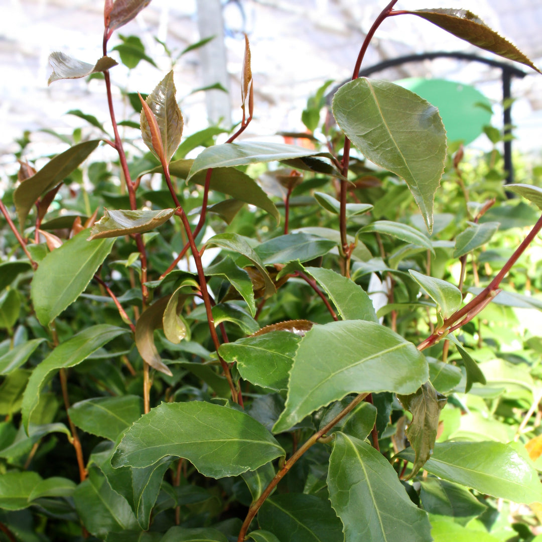 Camellia japonica 'Kramer' Camellia, 5 Gallon Shrubs