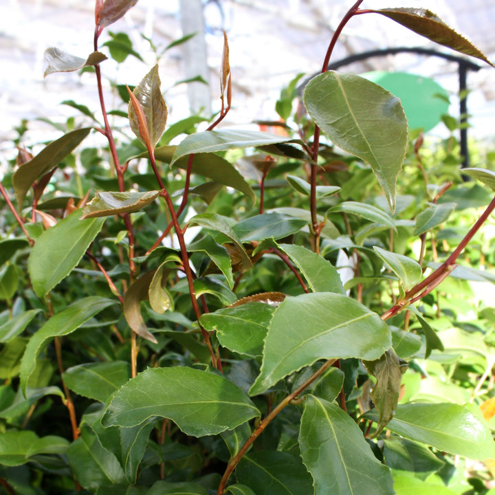 Camellia japonica 'Kramer' Camellia, 5 Gallon Shrubs