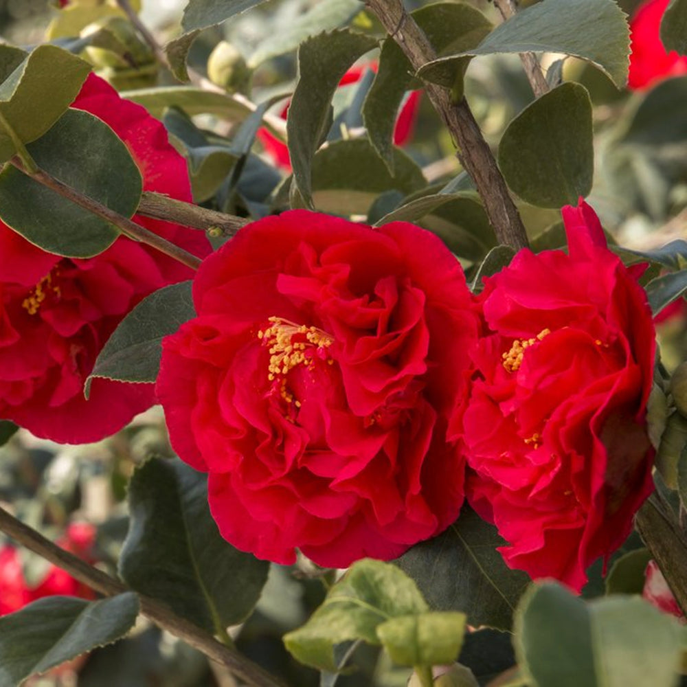 Camellia japonica 'Kramer' Camellia, 5 Gallon Shrubs