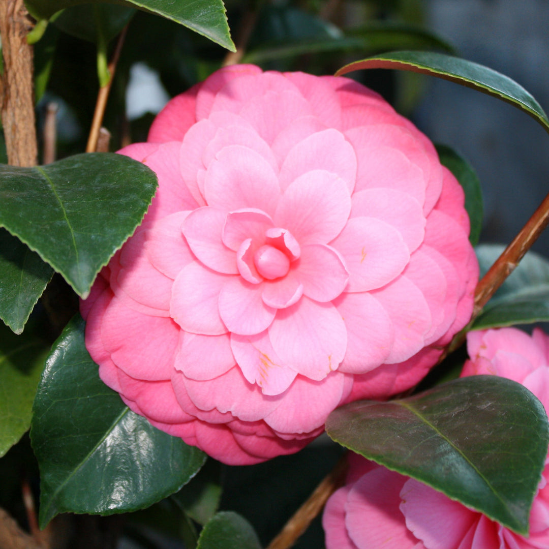 Camellia japonica 'Mrs. Tingley' Camellia, 5 Gallon Shrubs