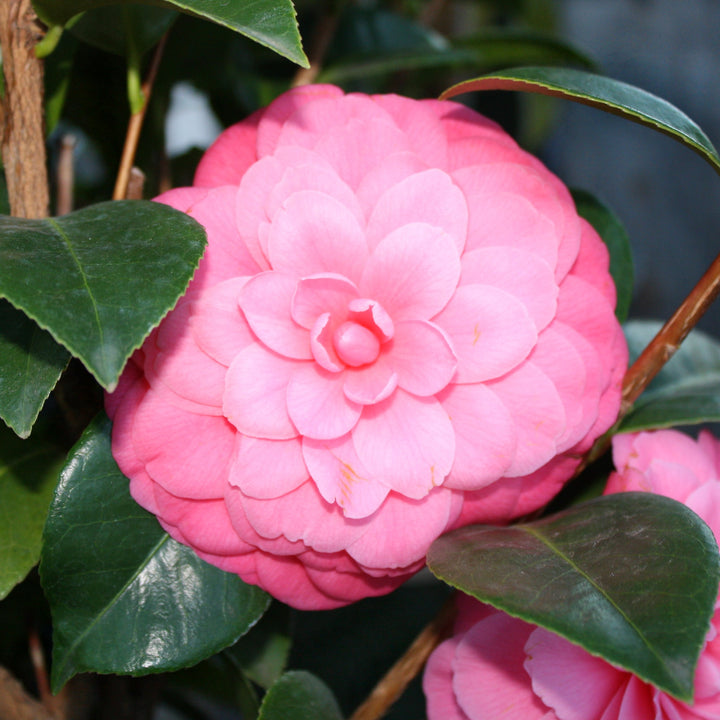 Camellia japonica 'Mrs. Tingley' Camellia, 5 Gallon Shrubs