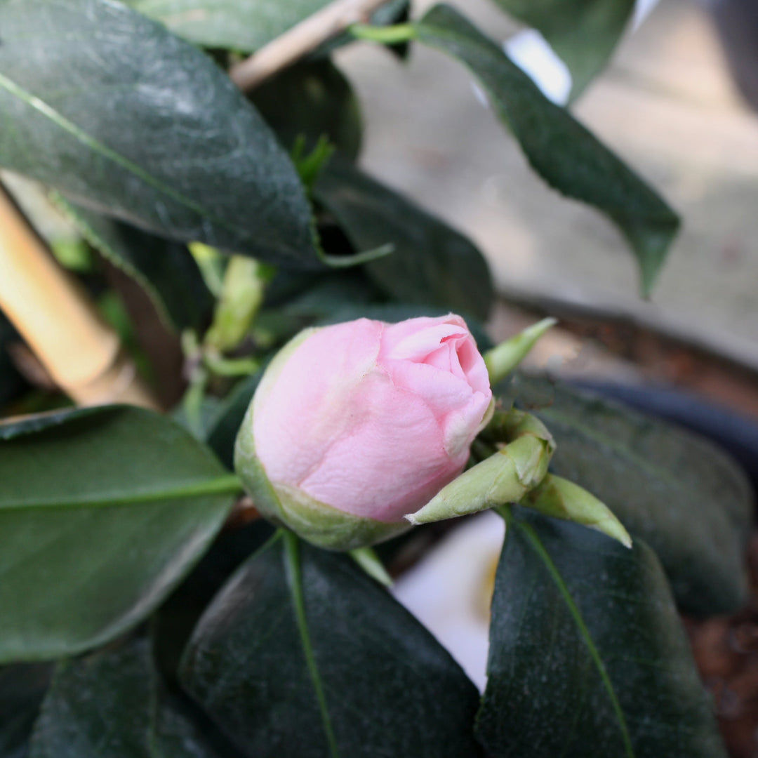 Camellia japonica 'Osakazuki' Camellia, 5 Gallon Shrubs