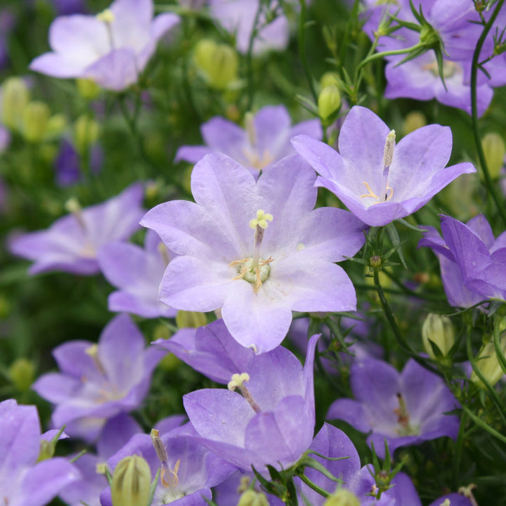 Companula x 'Cariboo Blue' Campanula, 1 Gallon Perennials