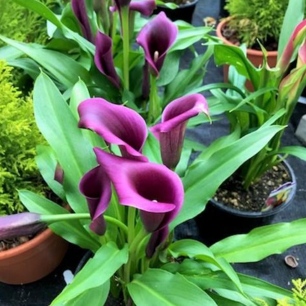 Zantedeschia aethiopica Calla Lily, 6 Inch Annuals