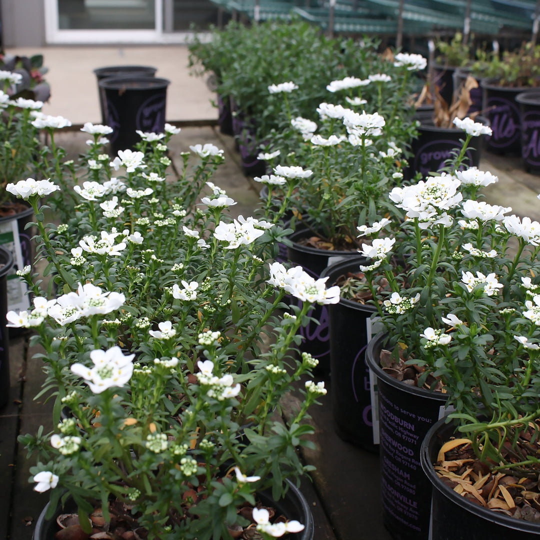 Iberis sempervirens 'Snowflake' Candytuft, 1 Gallon Perennials