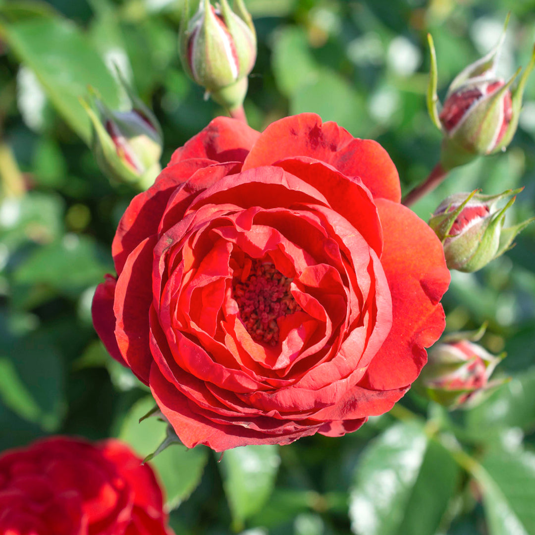Star® Roses - 'Canyon Road™' Floribunda Rose