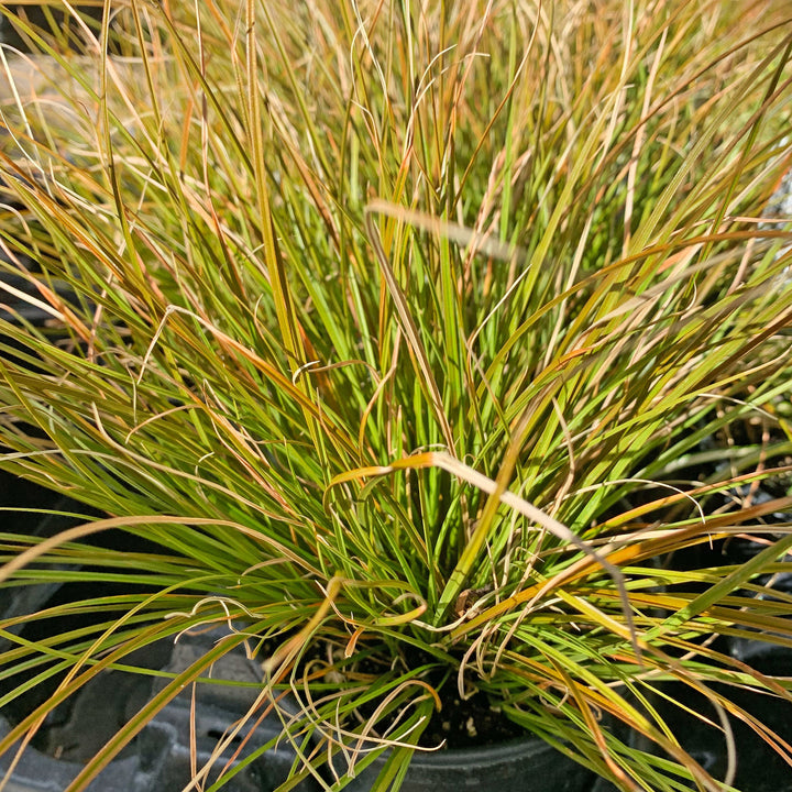 Carex testacea Orange Sedge, 1 Gallon Perennials