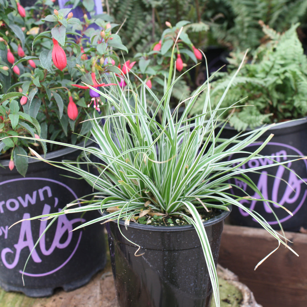 Al's Garden & Home 'Evercolor Everest' Sedge Grass (Carex oshimensis), 5 Inch perennial