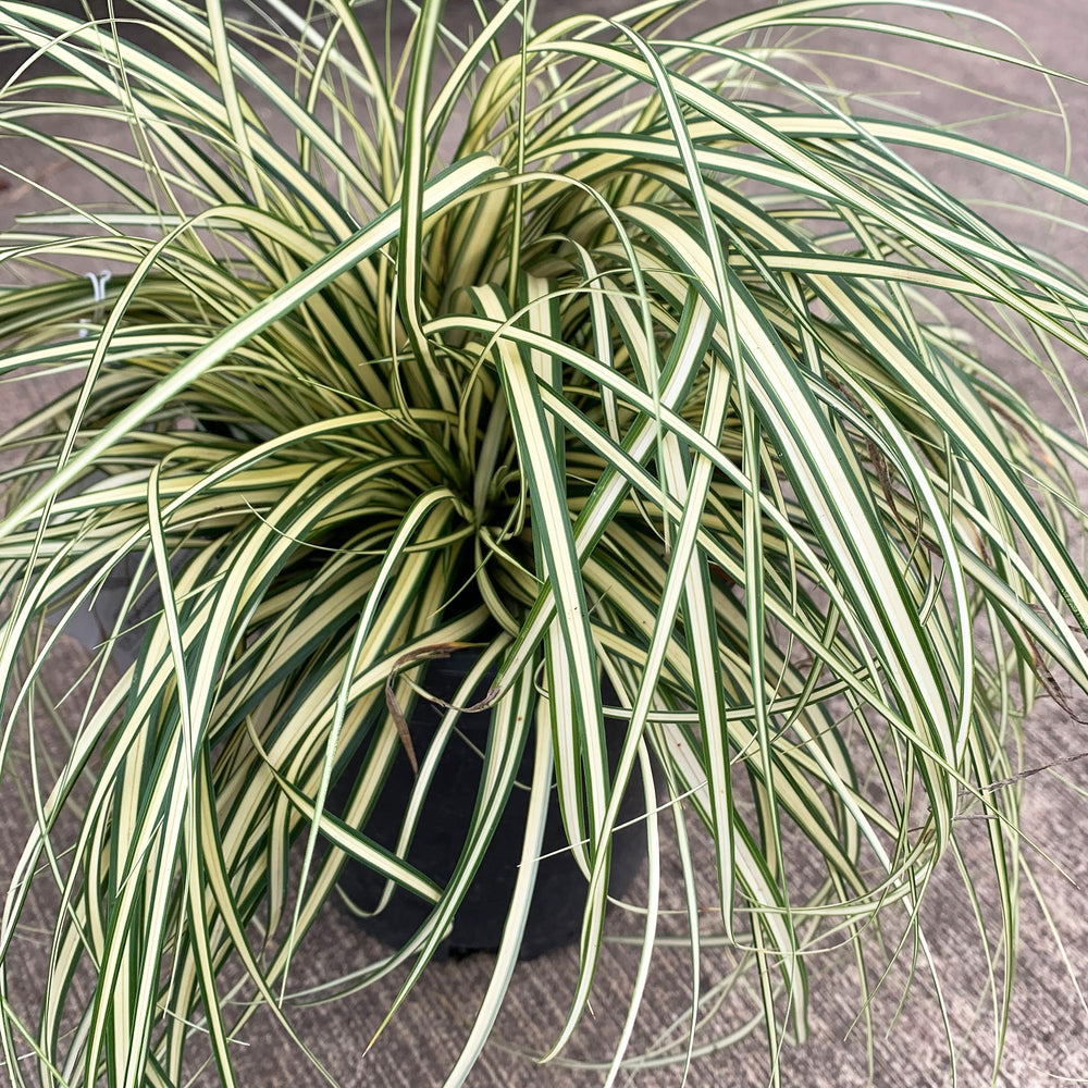 Al's Garden & Home 'Evergold' Sedge Grass (Carex oshimensis), 1 Quart perennial