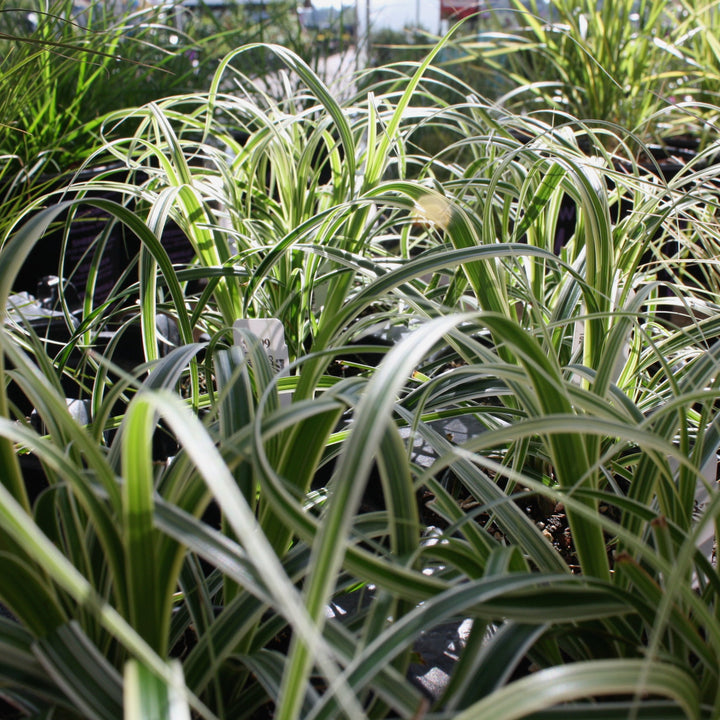 Carex oshimensis 'ET CRX01' PP26199 Sedge Grass, 1 Quart Perennials