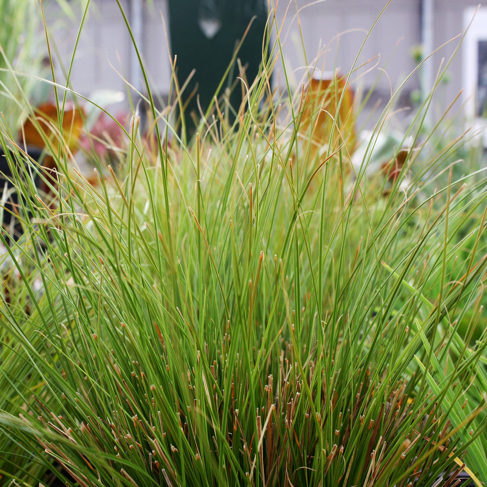 Carex testacea 'Prairie Fire' Sedge Grass, 1 Gallon Perennials