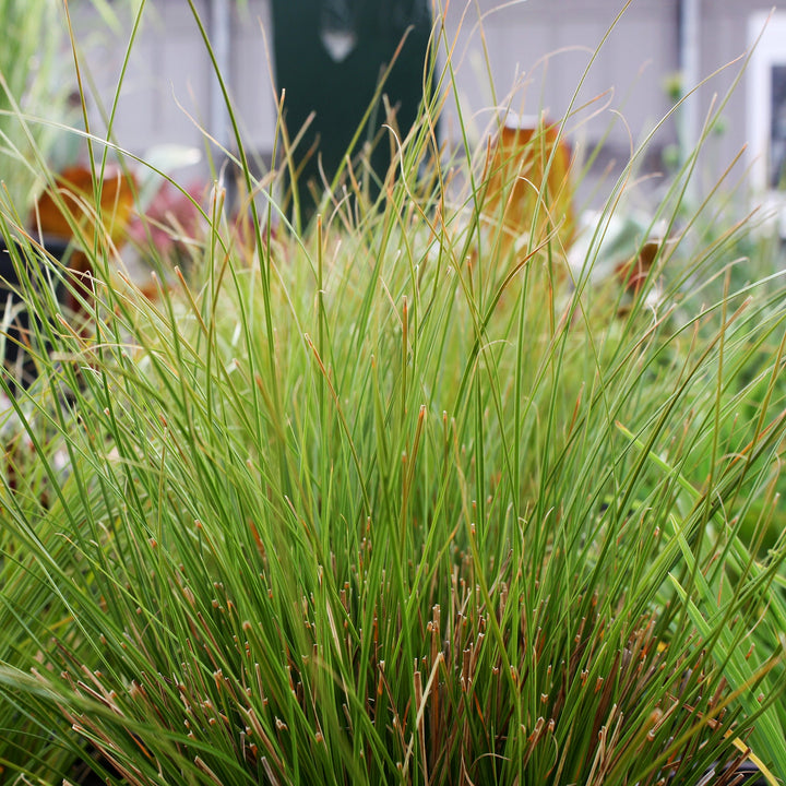 Carex testacea 'Prairie Fire' Sedge Grass, 1 Gallon Perennials