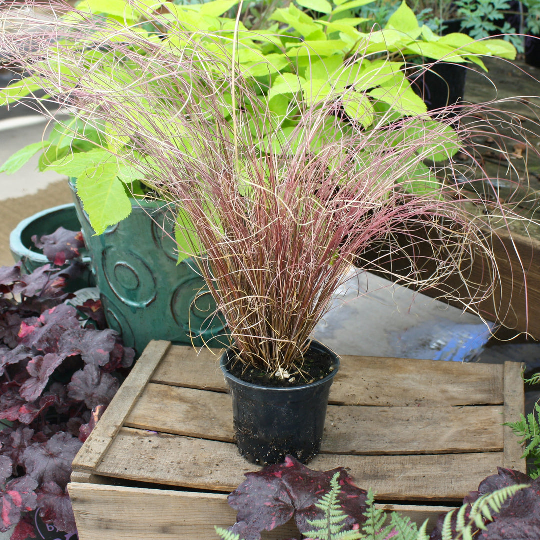 Carex buchananii 'Red Rooster' Sedge Grass, 1 Quart Perennials