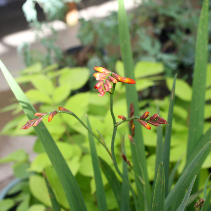 Crocosmia x crocosmiiflora 'Carmine Brilliant' Crocosmia, Perennial