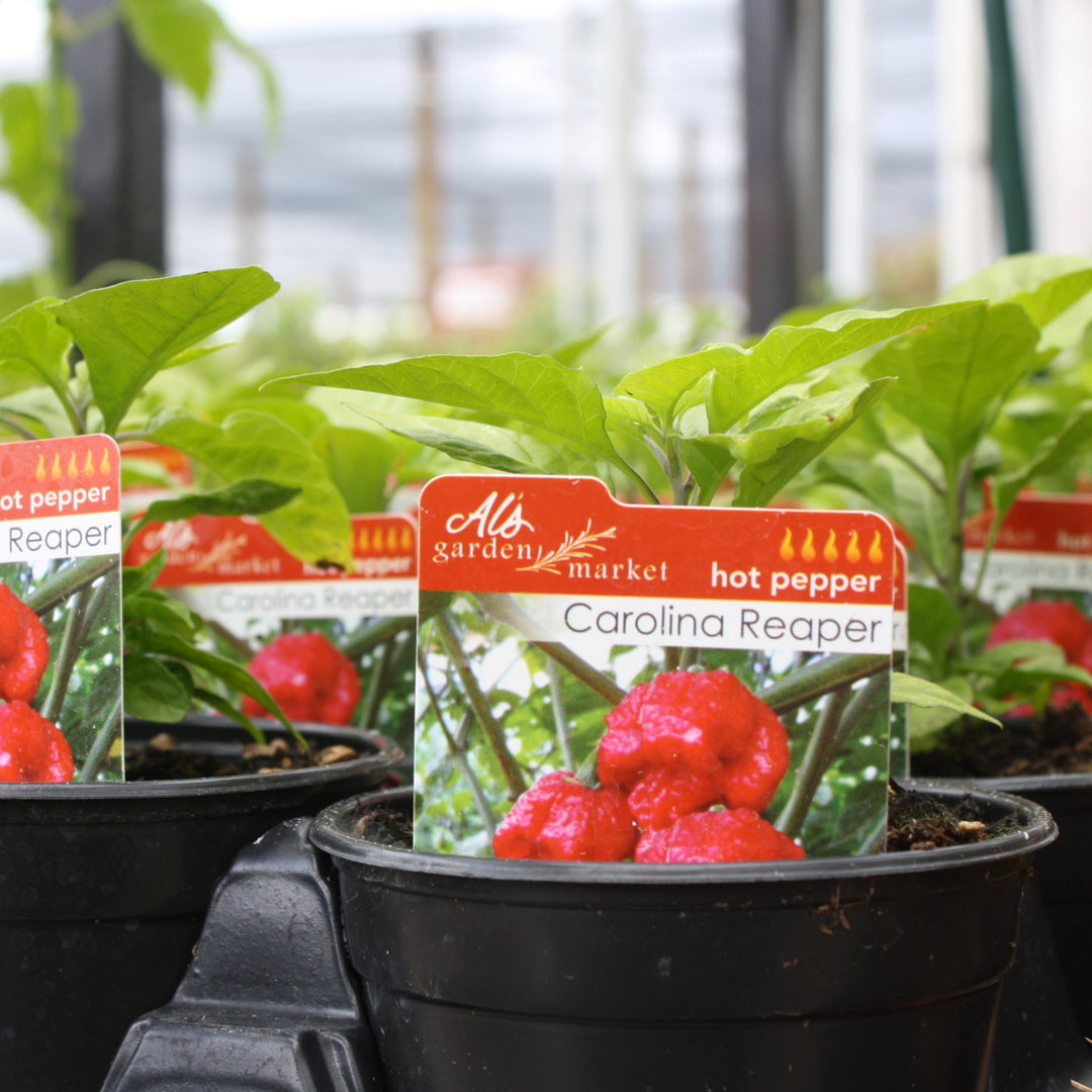Capsicum chinense 'Carolina Reaper' Hot Pepper, 4 Inch Annuals
