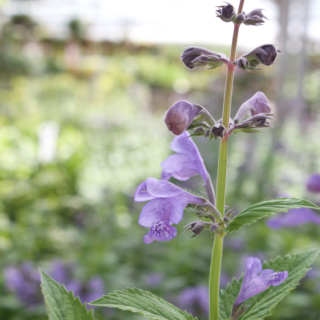 Al's Garden & Home 'Blue Dragon' Catmint (Nepeta), 1 Gallon perennial