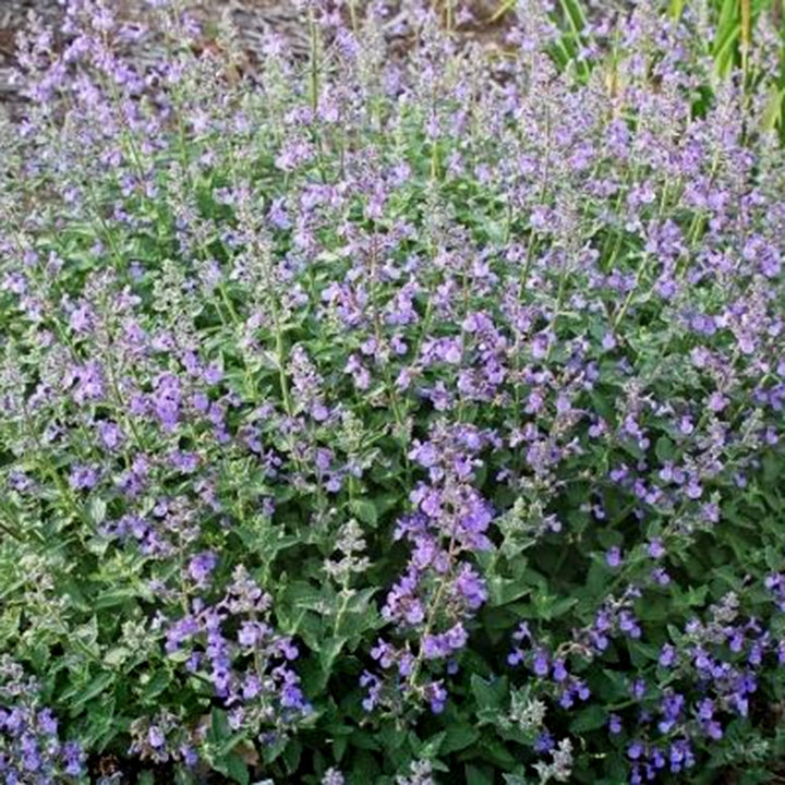 Nepeta faassenii 'Junior Walker' PP23074 Catmint, 1 Gallon Perennials