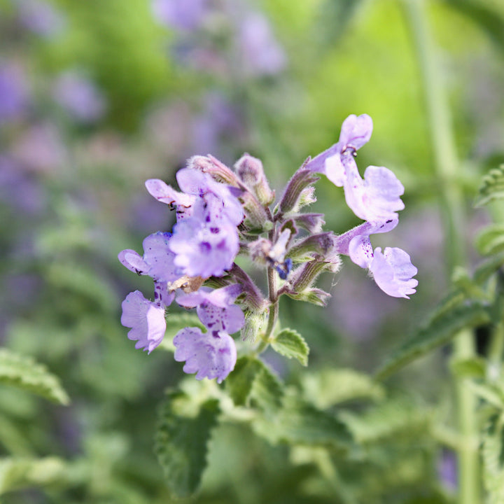 Nepeta faassenii 'Junior Walker' PP23074 Catmint, 1 Gallon Perennials