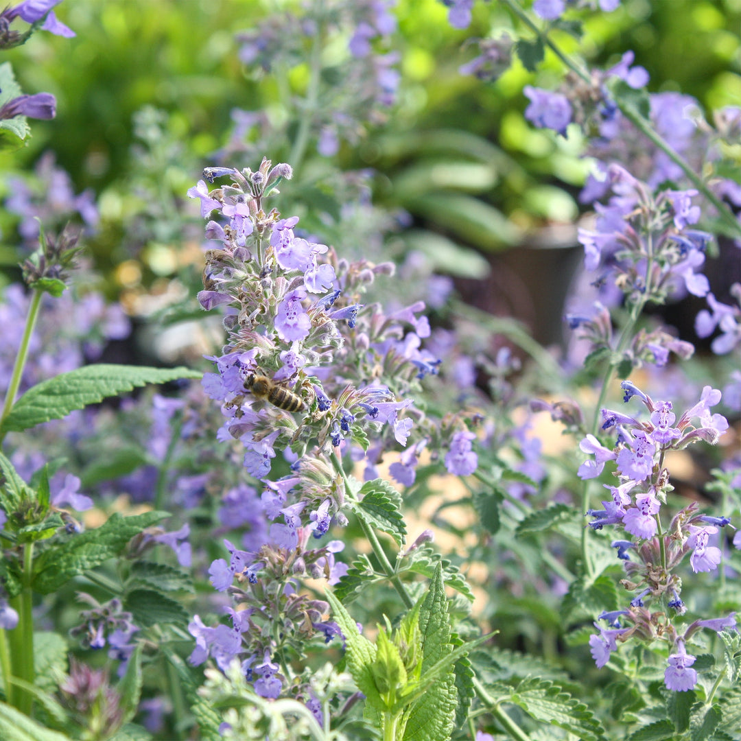 Nepeta faassenii 'Junior Walker' PP23074 Catmint, 1 Gallon Perennials