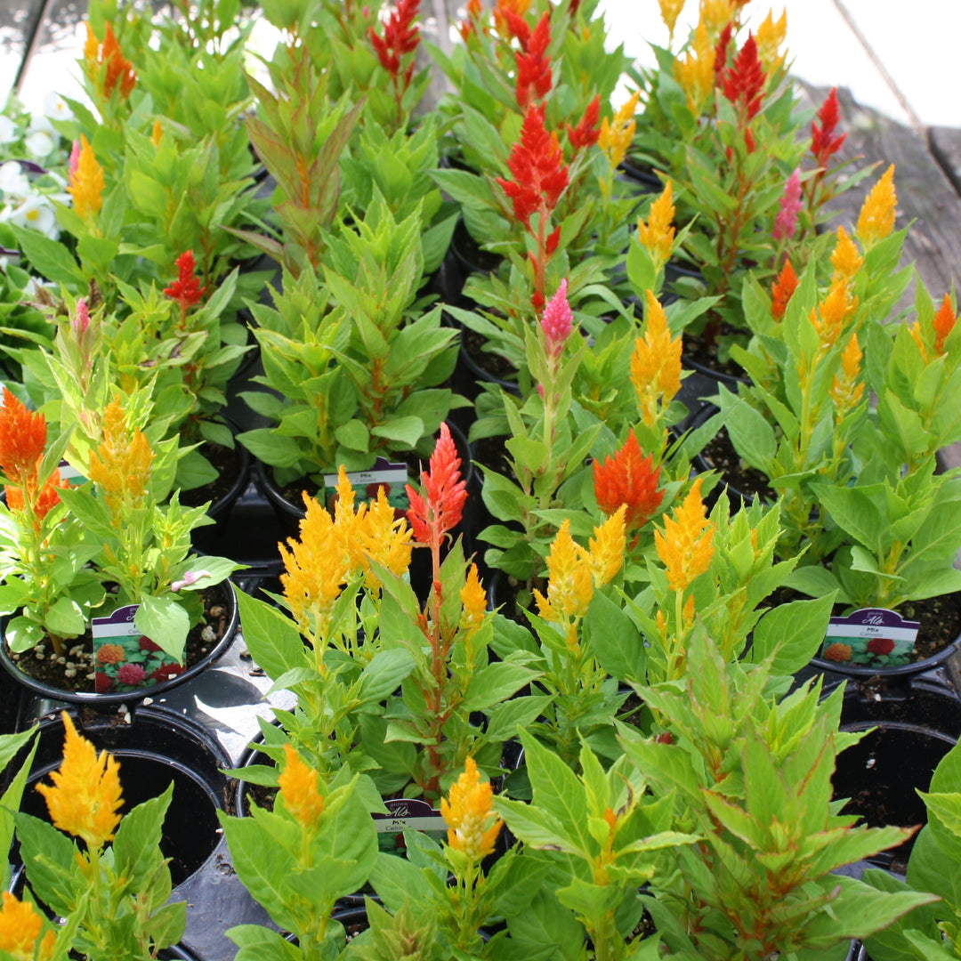 Celosia argentea 'Assortment' Celosia, 1 Quart Annuals
