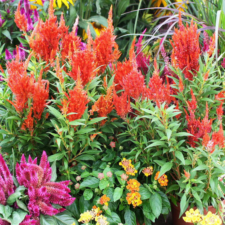 Celosia Celosia, 6 Inch Annuals