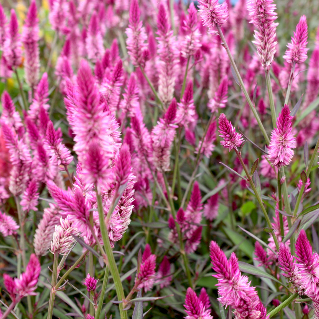 Celosia Celosia, 10 Inch Annuals