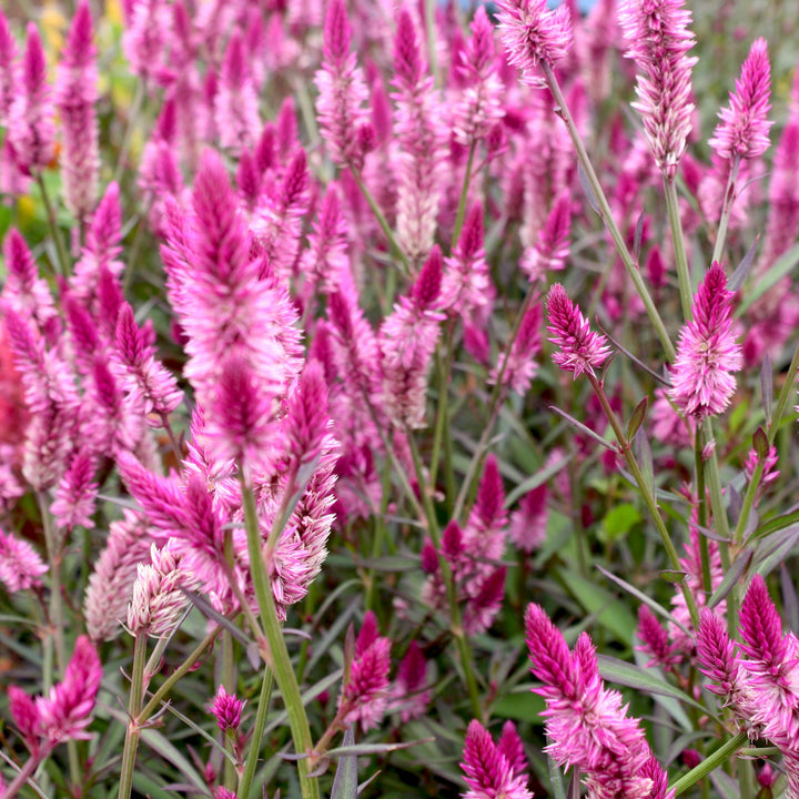 Celosia Celosia, 10 Inch Annuals