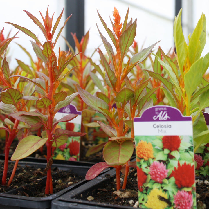 Celosia argentea 'Glorious Mix' Celosia, 3-Pack Annuals