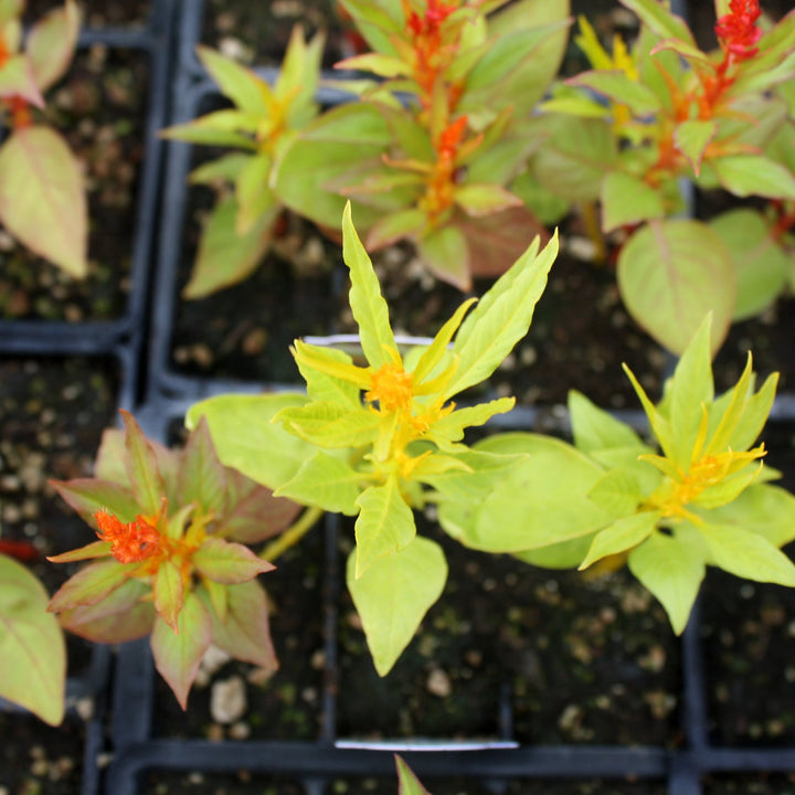 Celosia argentea 'Glorious Mix' Celosia, 3-Pack Annuals