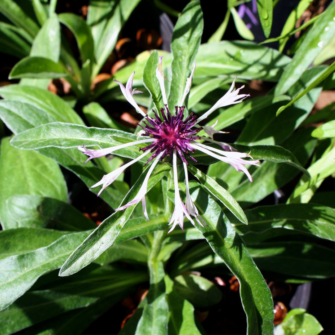 Centaurea montana 'Amethyst In Snow' Bachelor's Button, 1 Gallon Perennials