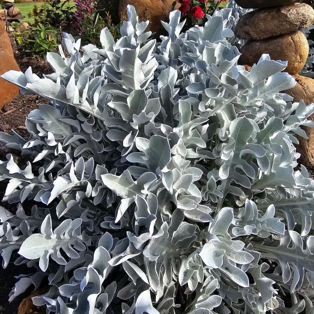 Centaurea ragusina 'Balcentsirl' PP35838 Snowflake Dusty Miller, 1 Gallon Perennials