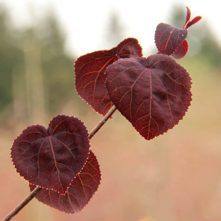 Katsura Tree