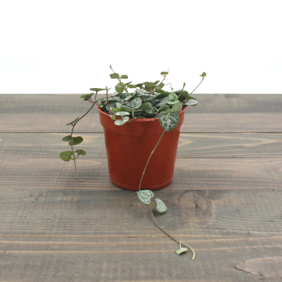 Ceropegia woodii String of Hearts, 4 Inch Houseplants