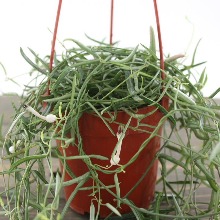 Al's Garden & Home generic String of Needles (Ceropegia linearis), 4 Inch houseplant