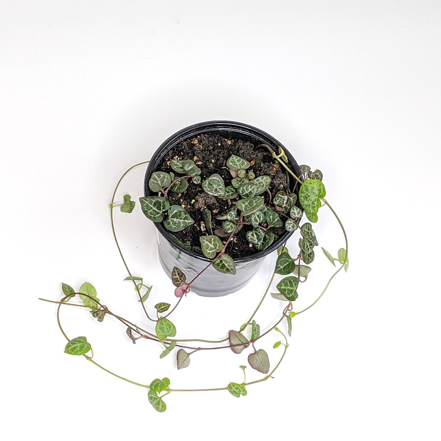 Ceropegia woodii String of Hearts, 4 Inch Houseplants