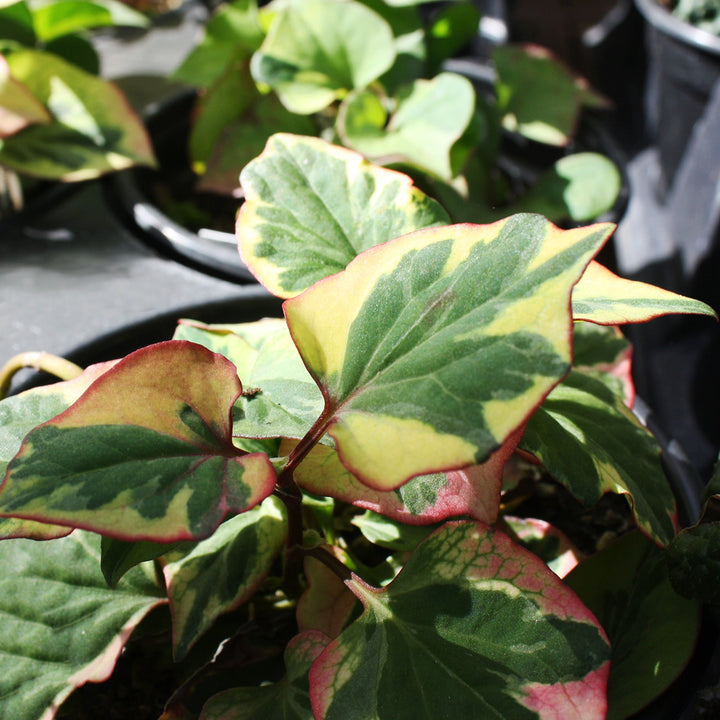 Houttuynia cordata 'Chameleon' Chameleon Plant, 1 Quart Perennials