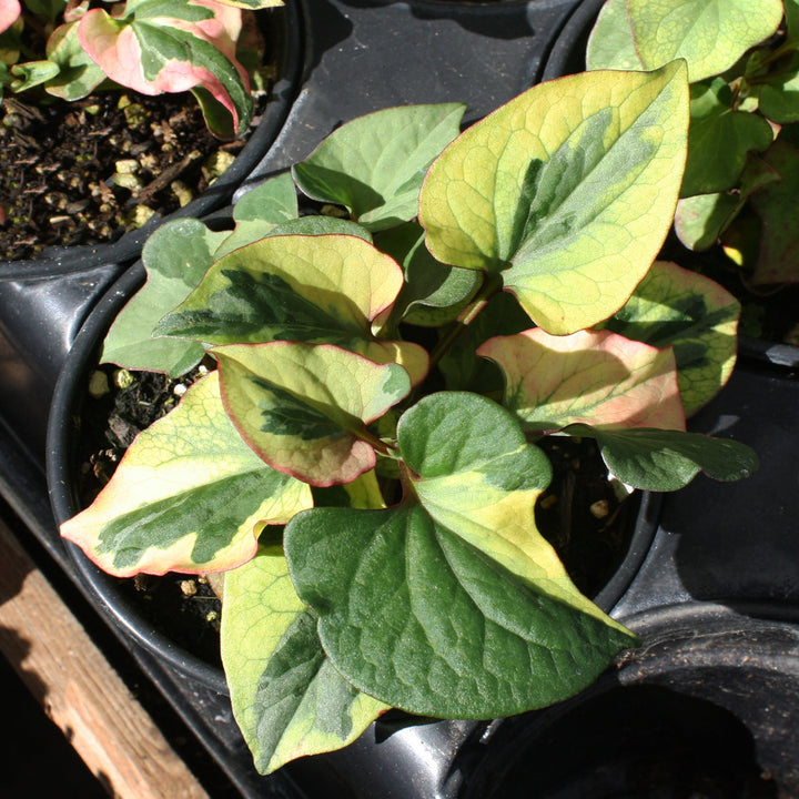 Houttuynia cordata 'Chameleon' Chameleon Plant, 1 Quart Perennials