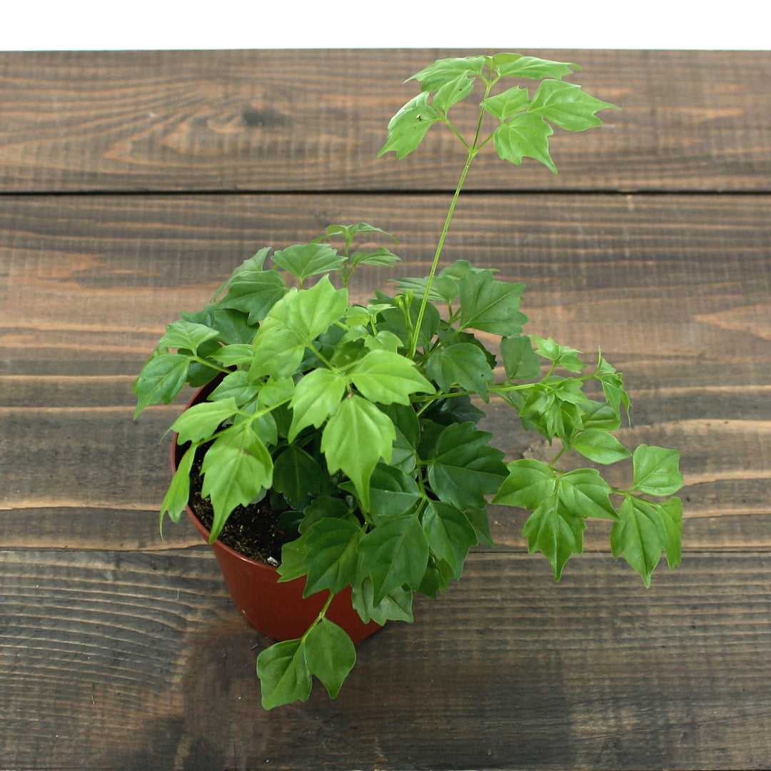 Radermachera sinica China Doll, 4 Inch Houseplants